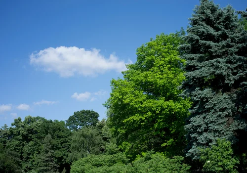 Międzynarodowy Dzień Czystego Powietrza dla Błękitnego Nieba: Dlaczego jest tak ważny?