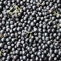 Czym zastąpić owoce acai? Mamy odpowiednik rosnący w Polsce!