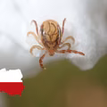 Uważaj na nowe gatunki kleszczy w Polsce!