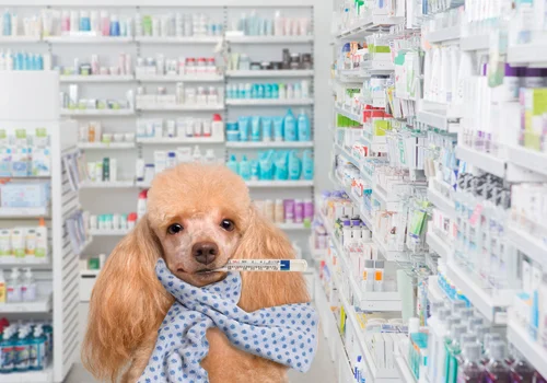 Leki z apteki dla zwierząt! Czy w aptece można kupić leki dla zwierząt?