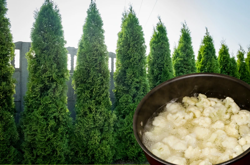 Ten roztwór prosto z kuchni sprawi, że tuje wystrzelą do góry! To tani i naturalny płyn wzrostu
