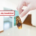 Pozbądź się OWADÓW z domu! Wypróbuj skuteczne sposoby