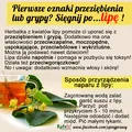 LIPA - najlepsza pomoc przy przeziębieniu i grypie