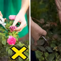 Jak przygotować róże do zimowania? Nigdy nie przycinaj ich jesienią!