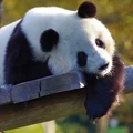 Dzień Pandy: Święto na rzecz ochrony zagrożonego gatunku