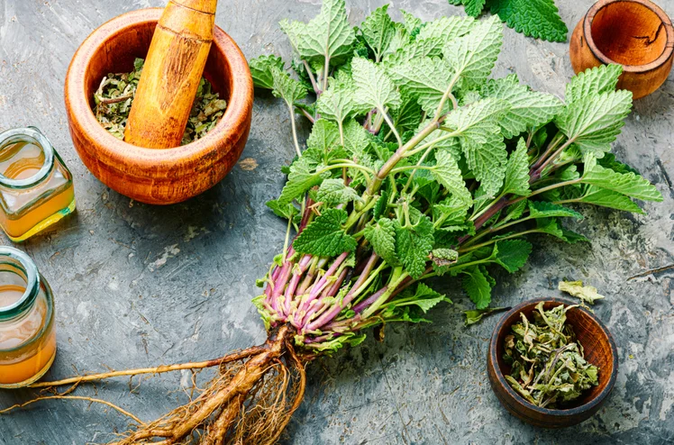 Zdjęcie Ta tajemnicza roślina może pomóc Ci zwalczyć stres. Odkryj jej moc w swojej kuchni! #1