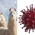 Lamy pomogą zwalczyć koronawirusa? Obiecujące badania!