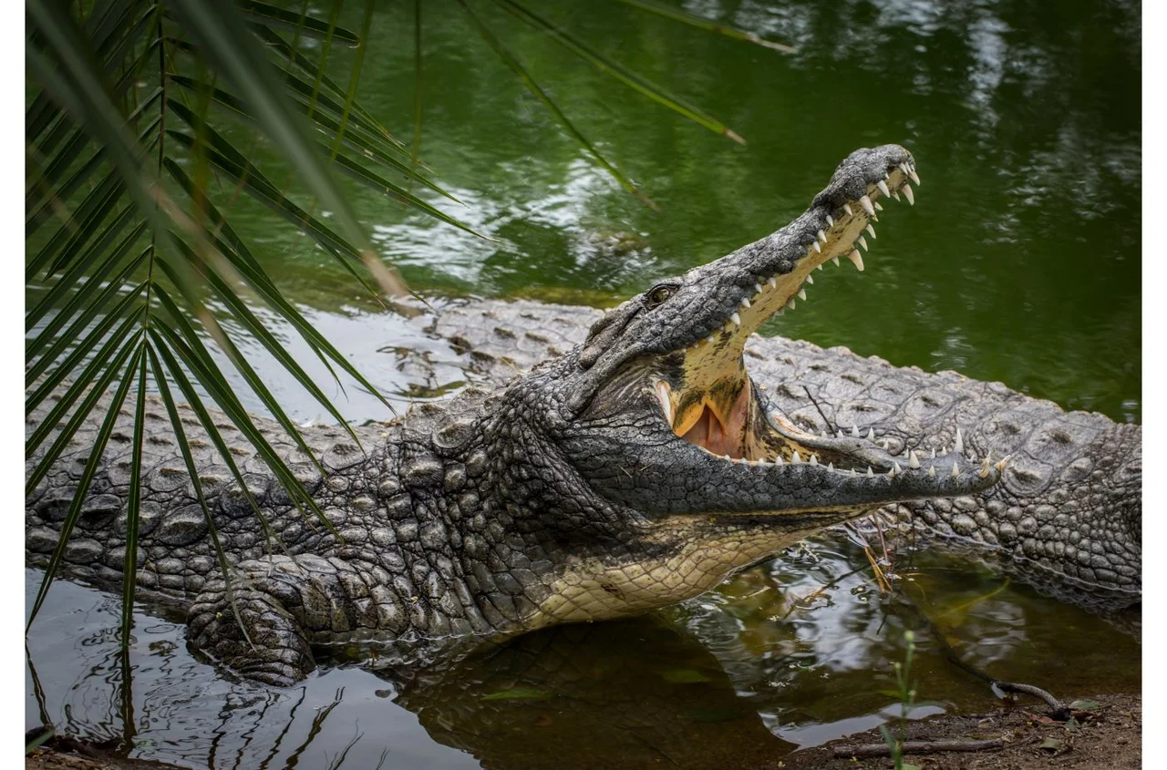 Największa powódź od 30 lat w tym kraju: Zoo w ruinie, groźne gady na wolności!