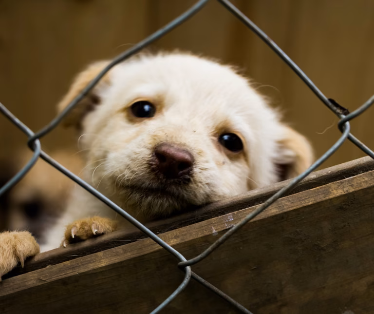 Nawet 1500 zł za adopcję psa! Pomóż i otrzymaj dofinansowanie.