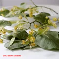 Lipa - zbiór, suszenie, wartości zdrowotne