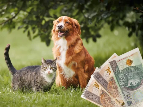 Dofinansowanie 500 plus na psa lub kota! Koniecznie złóż wniosek i pilnuj ważnego terminu!
