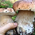 Dlaczego Polacy kochają zbierać grzyby? Co naprawdę kryje się za tym fenomenem?