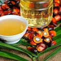 Międzynarodowy Dzień bez Oleju Palmowego: Dlaczego Powinniśmy Zwracać na Niego Uwagę?
