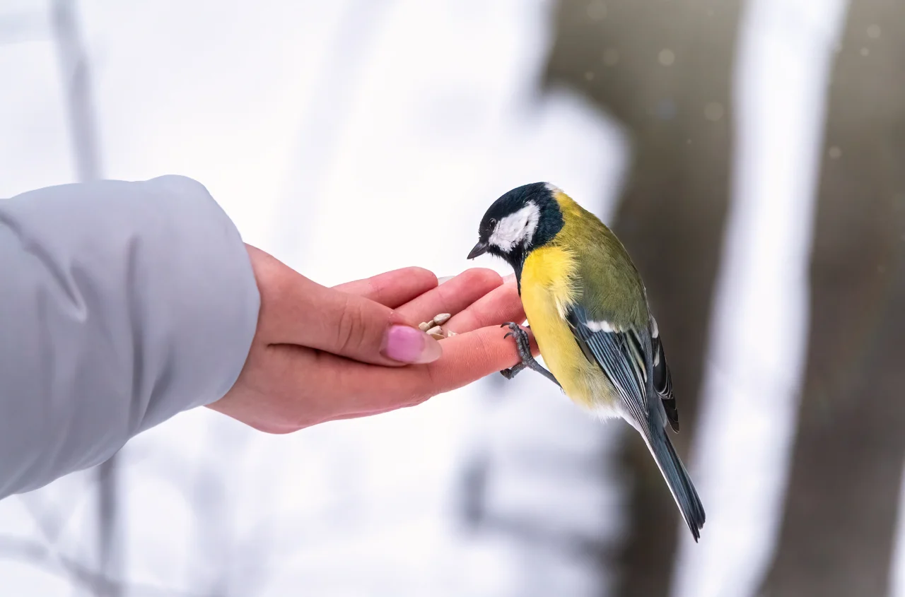 Jedzą, ale słabną? 5 objawów, że podajesz ptakom zły pokarm