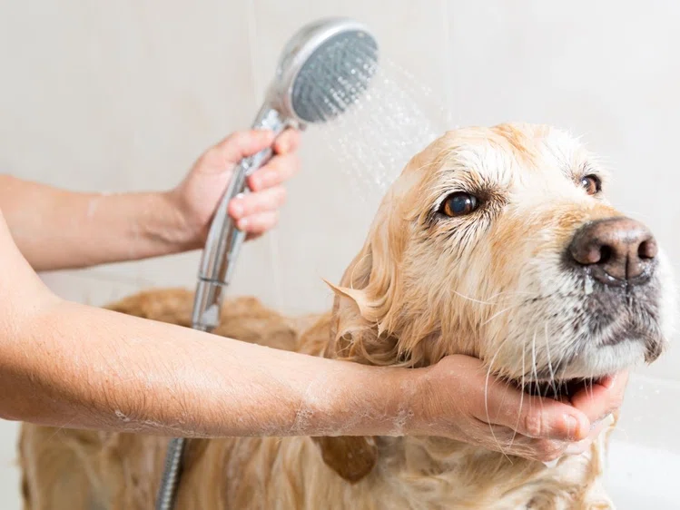Zdjęcie Jak często kąpać psy i koty? #1