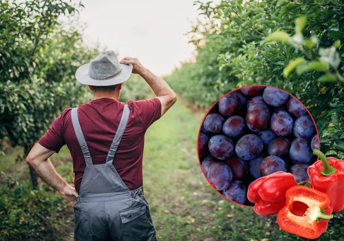 Rolnik został z 11 tonami śliwek. Oszukała go firma widmo!