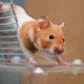 Jak szybko złapać chomika, który uciekł z klatki?