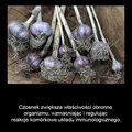 Czosnek – źródłem zdrowia