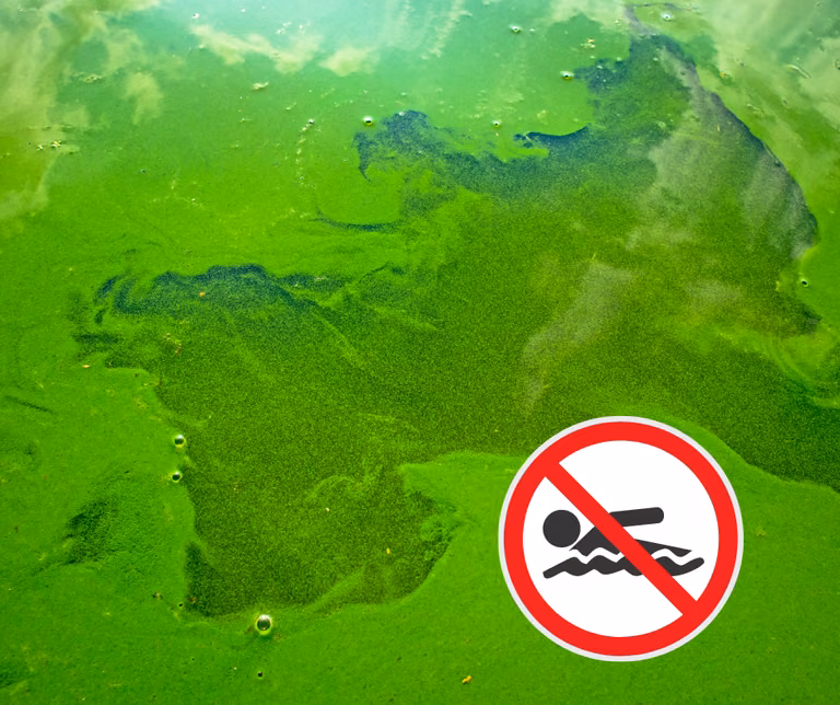 Sinice nad Bałtykiem! - Mapa skażonych kąpielisk!