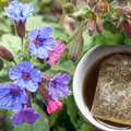 Ta popularna roślina to naturalny lek na objawy menopauzy i wzmocnienie serca! Zrób z niej napar i poczuj się lepiej