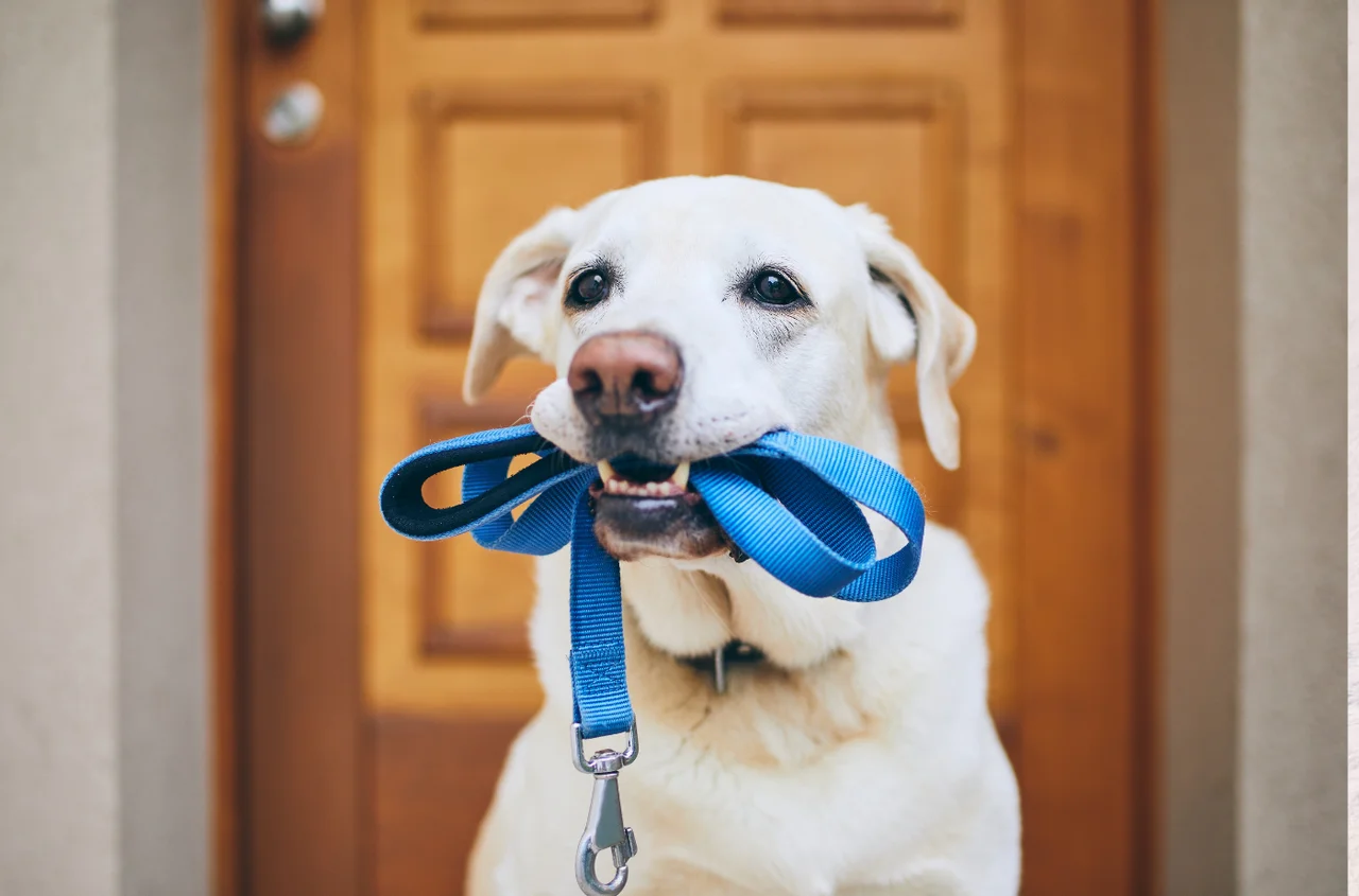 Alimenty na psa? Sądowy precedens, który wywołał burzę