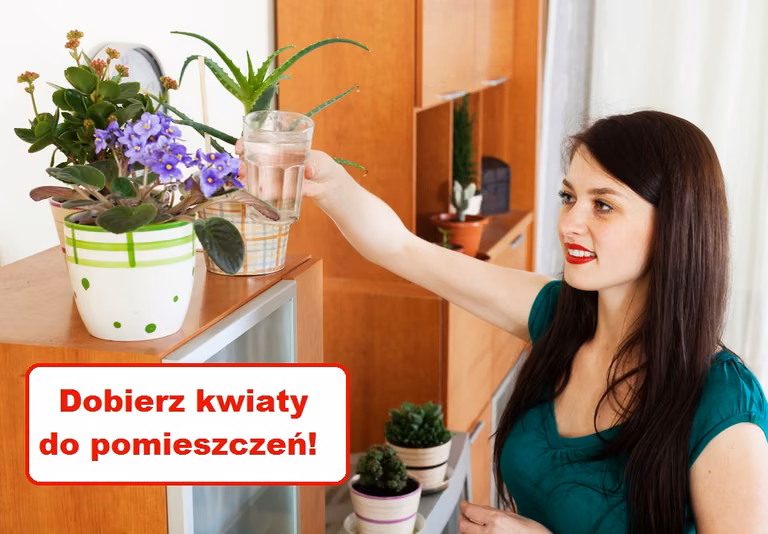 Jak dobrać KWIATY do pomieszczeń w MIESZKANIU?