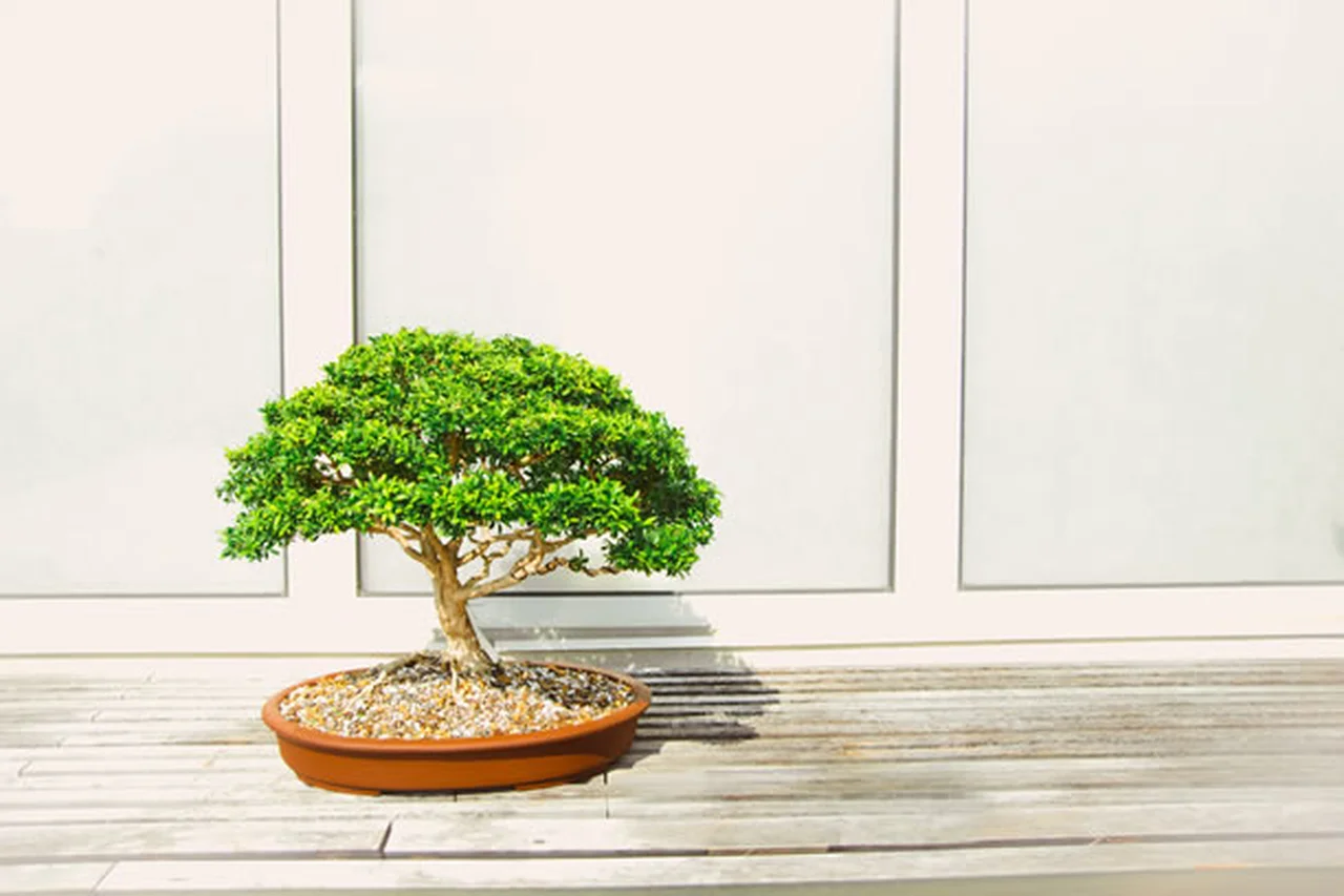 Jak i gdzie kupić odpowiednie drzewko Bonsai?