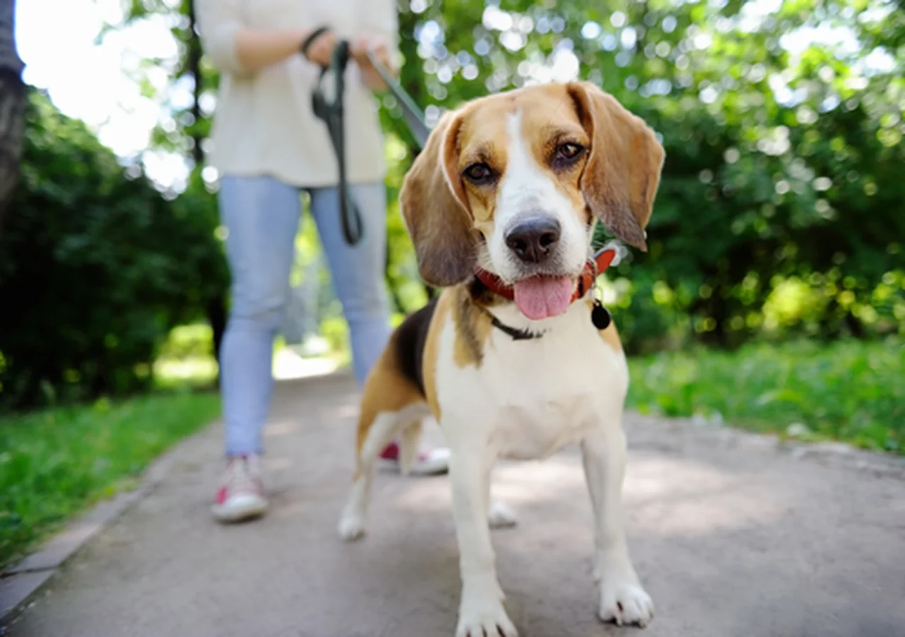 Poznaj listę 8 najbardziej „nieposłusznych” ras psów