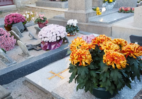 Chryzantemy odchodzą w zapomnienie? Ta roślina to hit na cmentarzach tej zimy