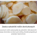 Zwalcz szkodniki ziemniakami