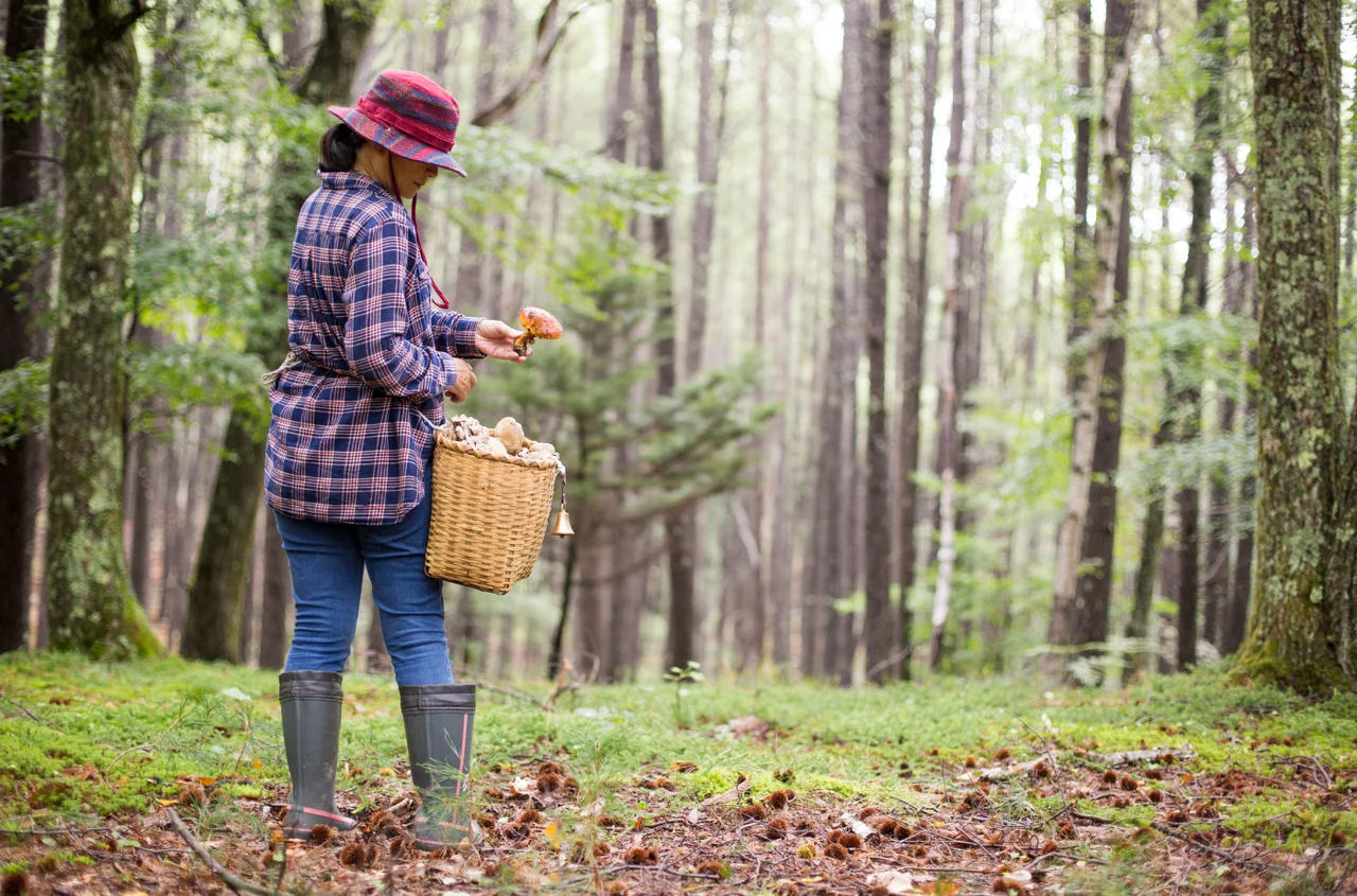 Nadchodzi wielkie grzybobranie! W tych rejonach grzyby pojawią się już niebawem!