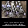 Czosnek – źródłem zdrowia
