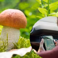 Google Maps pomoże Ci w szukaniu grzybów! Zastosuj się do tych instrukcji a wrócisz z lasu z pełnymi koszami grzybów