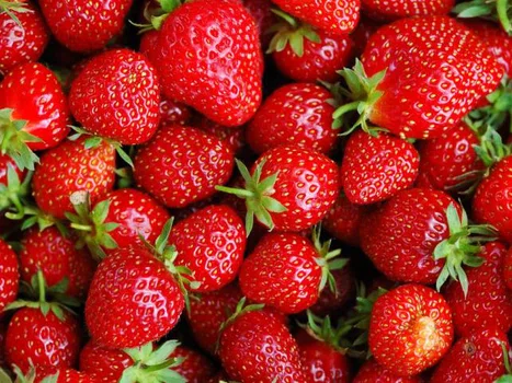   Jeżeli lubisz jeść truskawki to pamiętaj o tym!