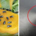 Jak pozbyć się plagi muszek z domu? Poznaj kilka naturalnych metod
