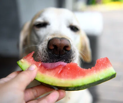 Jakich owoców nie może jeść pies?