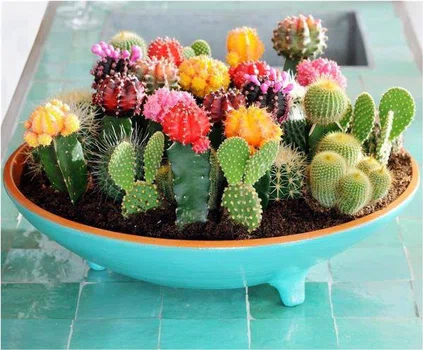 Kaktusy - wersja mini
