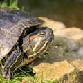 Przygarnięcie psa, kota, a może żółwia? Ostatnia opcja może przysporzyć Ci kłopotów z prawem!