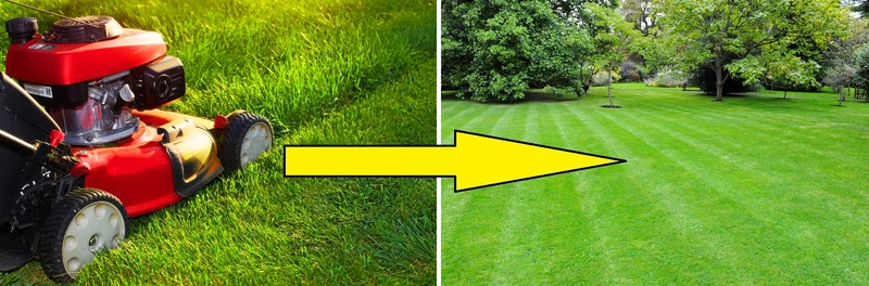 Nigdy nie rób tych rzeczy ze swoim TRAWNIKIEM!
