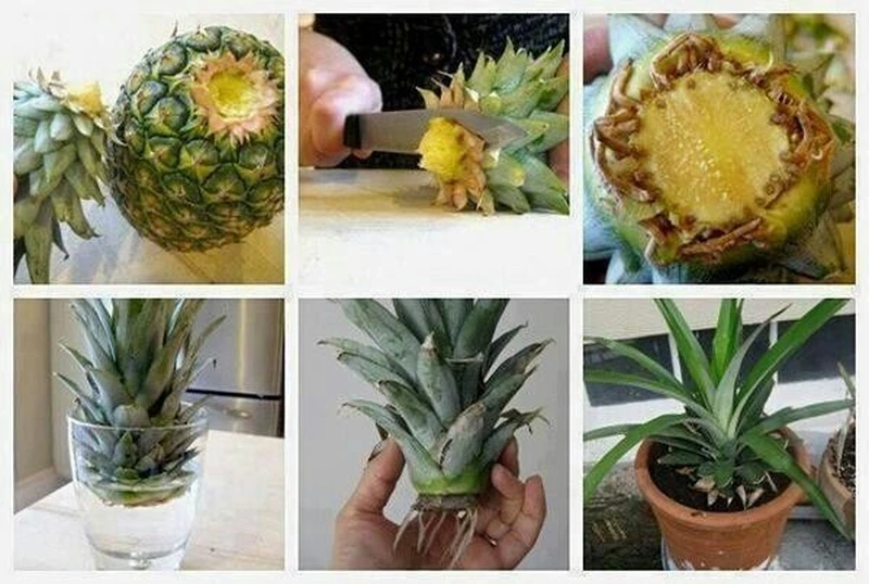 ananas w doniczce