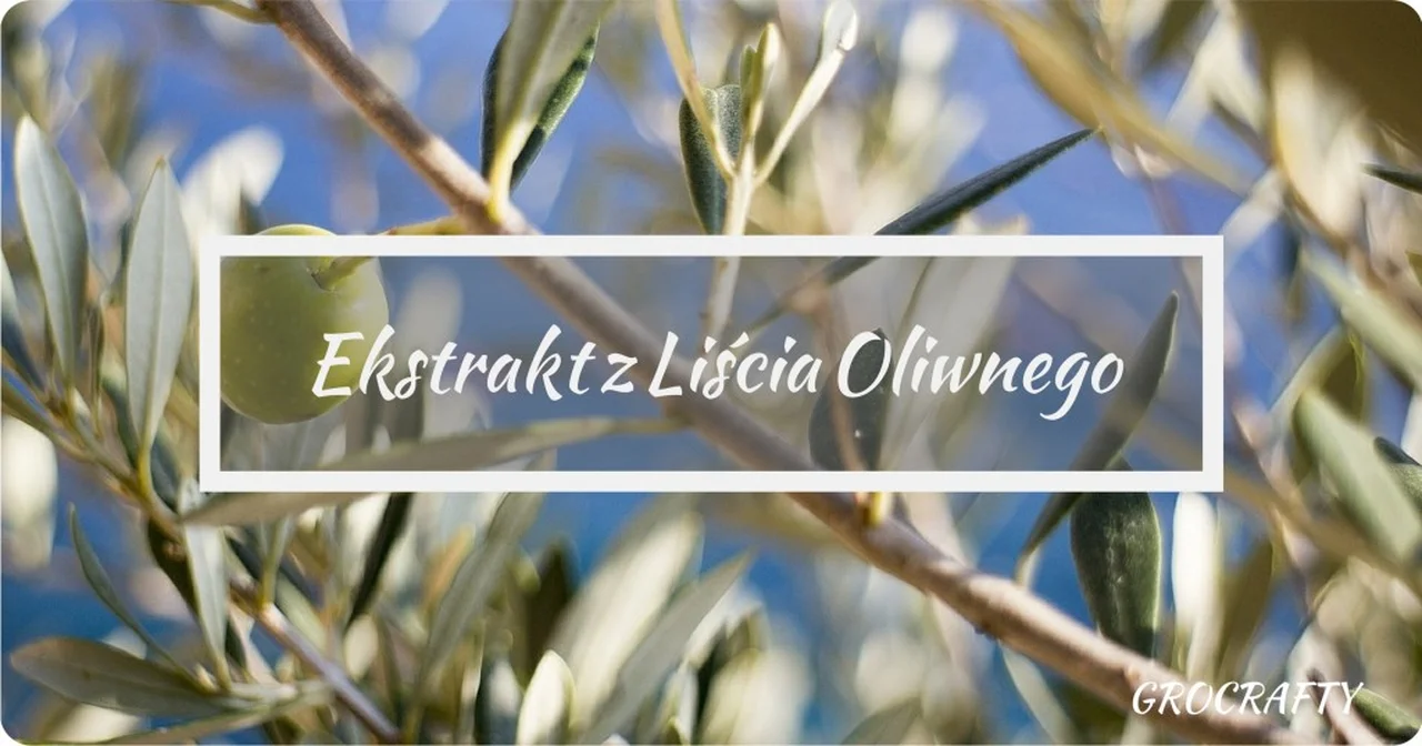 Ekstrakt  z liścia oliwnego - na co pomaga?