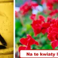 Lubisz kwiaty? Tych lepiej nie uprawiaj w domu!