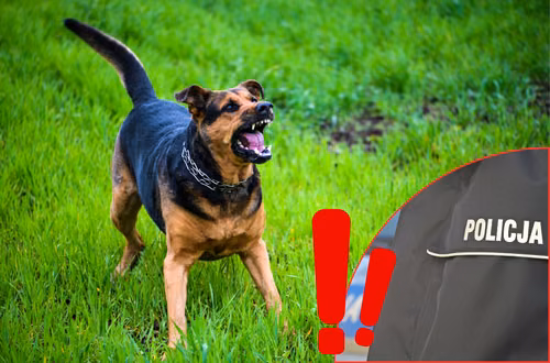 Policja ostrzega przed groźnymi psami! Takich przypadków jest coraz więcej