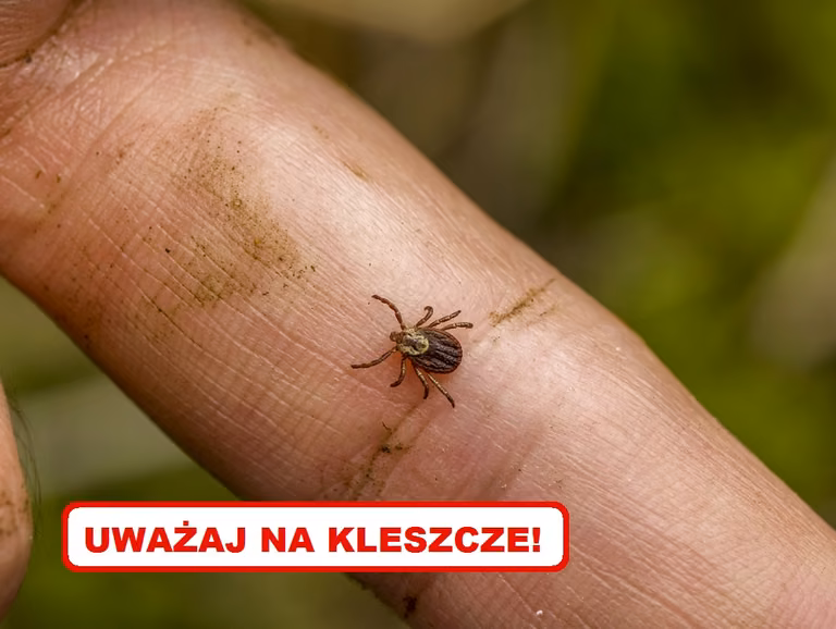 Wykorzystaj tę sztuczkę, a KLESZCZE będą omijać Cię z daleka!