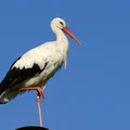 Dzień Bociana Białego - 31 maja: Święto Ochrony i Symboliki