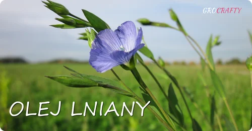Olej lniany w pielęgnacji