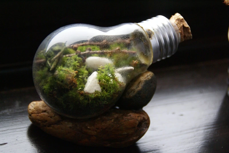 DIY terrarium w żarówce