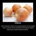 Jak kroić cebulę i nie płakać!
