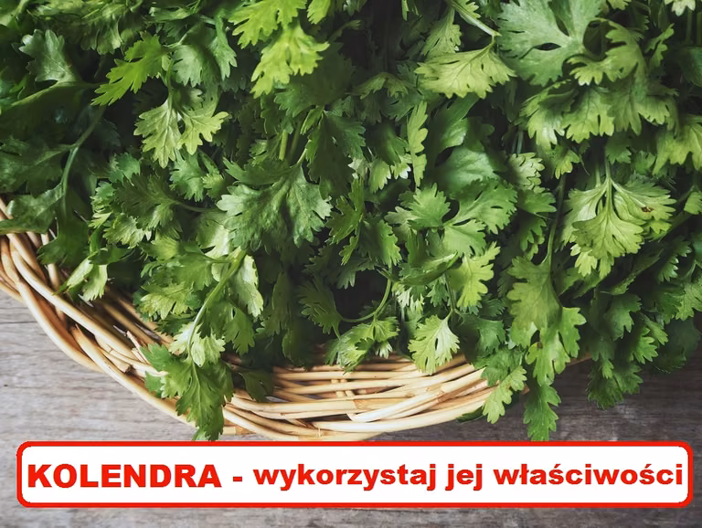 KOLENDRA – wykorzystaj jej właściwości zdrowotne