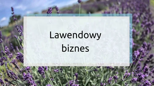Jak Ona to robi? Lawendowy biznes